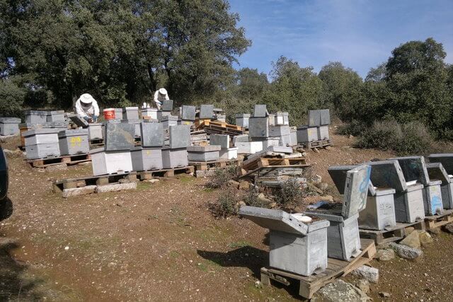 grupos de colmenas repartidas en la Sierra de Andújar