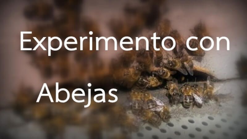 experimento con abejas orgonangel