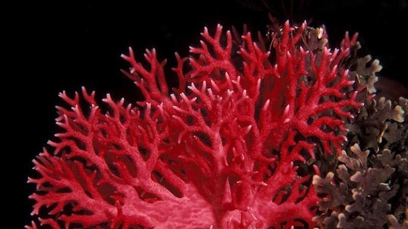 coral rojo para orgonitas